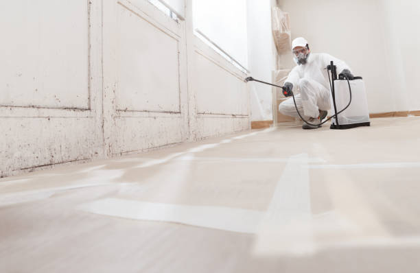24/7 Emergency Basement Mold Removal experts in Selma, NC