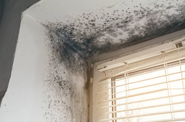 Affordable Basement Mold Removal solutions in Selma, NC