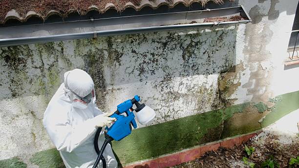 Top rated local Basement Mold Removal specialists in Selma, NC